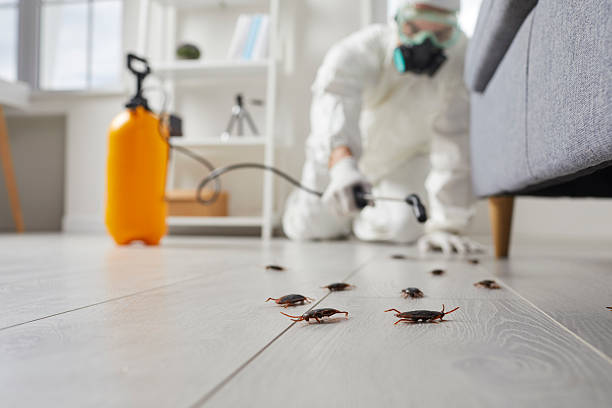 Post-Treatment Bed Bug Interceptor Monitoring in Le Center